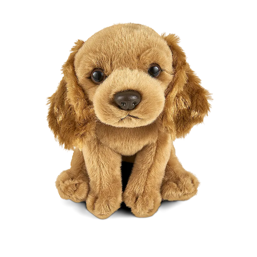 Cocker Spaniel Puppy