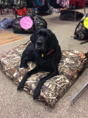 Outdoor Outfitters K9 Comfort King Dog Bed 1000mm